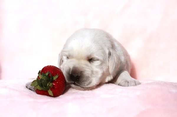 A little labrador puppy on a red background with a strawberry — Stock Photo, Image