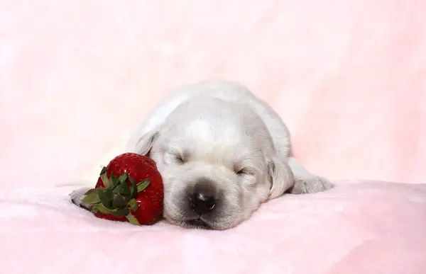 Le petit chiot labrador sur fond rouge avec une fraise — Photo