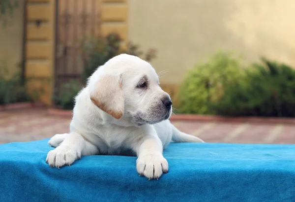 Mavi bir arka plan üzerinde döşeme labrador köpek yavrusu — Stok fotoğraf
