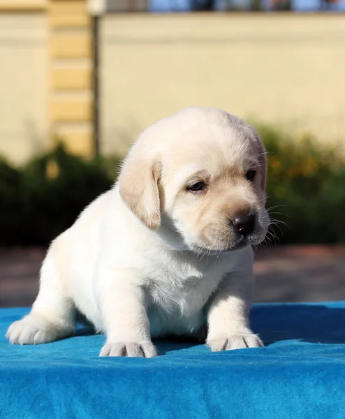 Malé labradorské štěně na modrém pozadí — Stock fotografie