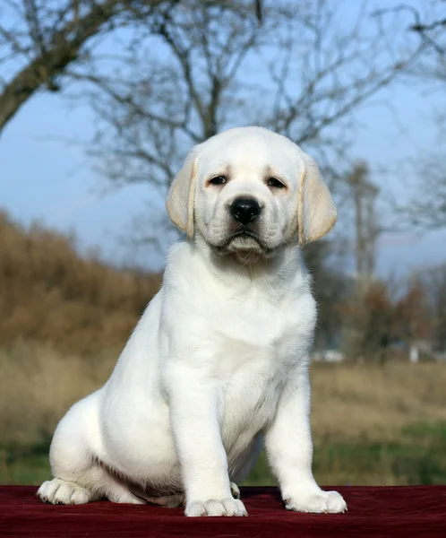 Ein kleiner Labrador-Welpe auf rotem Hintergrund — Stockfoto