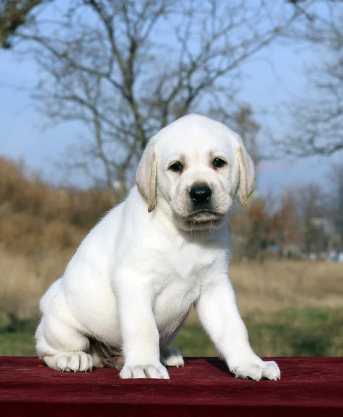 Pequeno filhote de cachorro labrador em um fundo vermelho — Fotografia de Stock