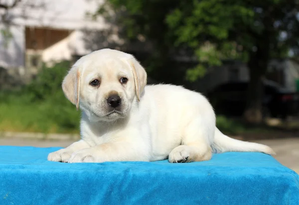 Malé roztomilé štěně labrador na modrém pozadí — Stock fotografie