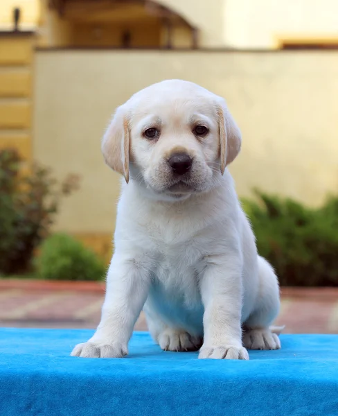 Um filhote de cachorro pequeno labrador em um fundo azul — Fotografia de Stock