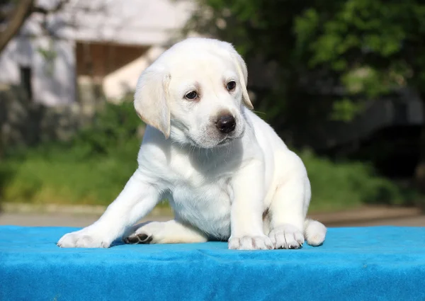 Malé roztomilé štěně labrador na modrém pozadí — Stock fotografie