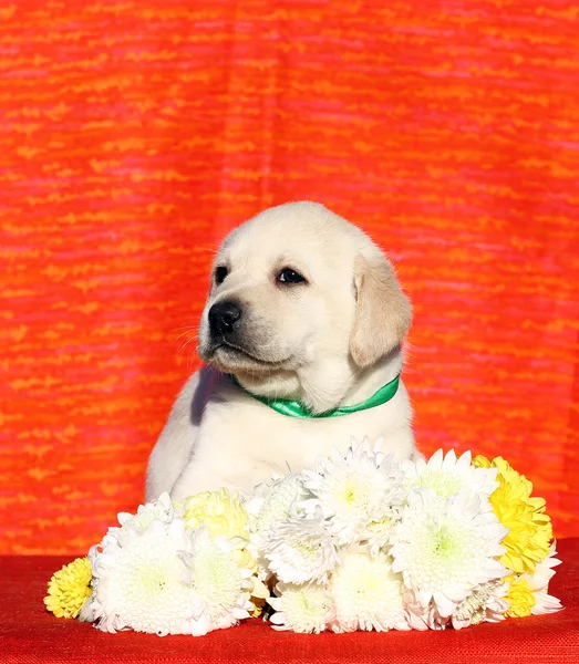 与花的红色背景上的小拉布拉多犬。 — 图库照片