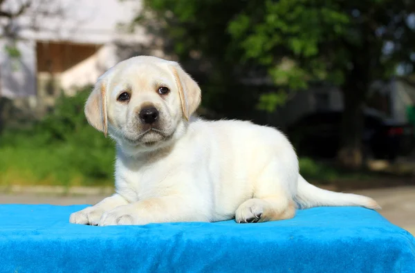 Um filhote de cachorro pequeno labrador em um fundo azul — Fotografia de Stock