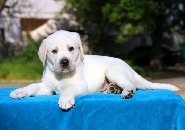 Pequeño lindo cachorro labrador sobre un fondo azul — Foto de Stock
