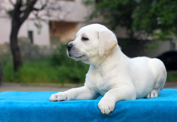 O filhote de cachorro pequeno labrador bonito em um fundo azul — Fotografia de Stock