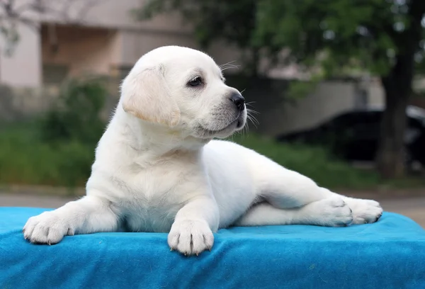 Petit chiot labrador sur fond bleu — Photo