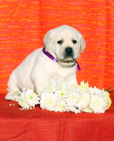 En liten, søt labradorvalp på rød bakgrunn med blomster – stockfoto