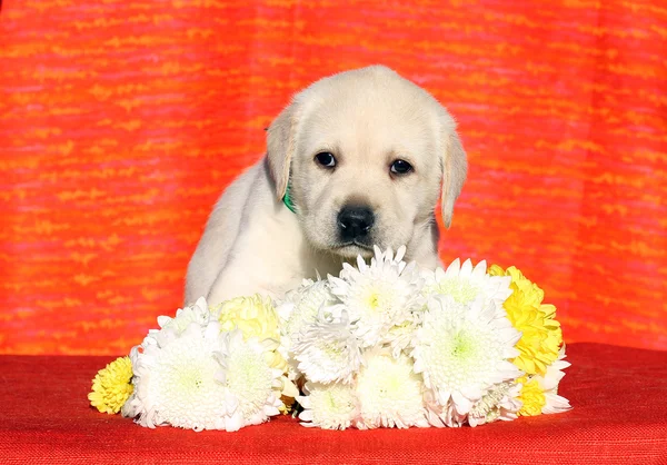 花と赤の背景にラブラドール子犬 — ストック写真