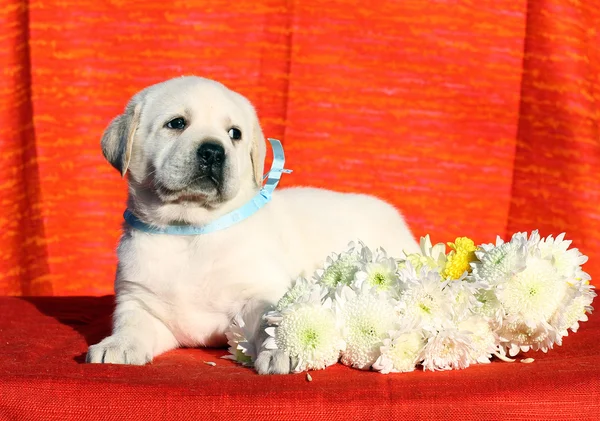 Um filhote de cachorro pequeno labrador em um fundo vermelho com flores — Fotografia de Stock