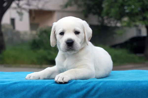 Um pequeno filhote de cachorro labrador bonito em um fundo azul — Fotografia de Stock