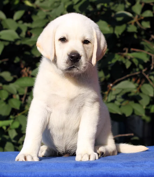 Der kleine Labrador-Welpe auf blauem Hintergrund — Stockfoto