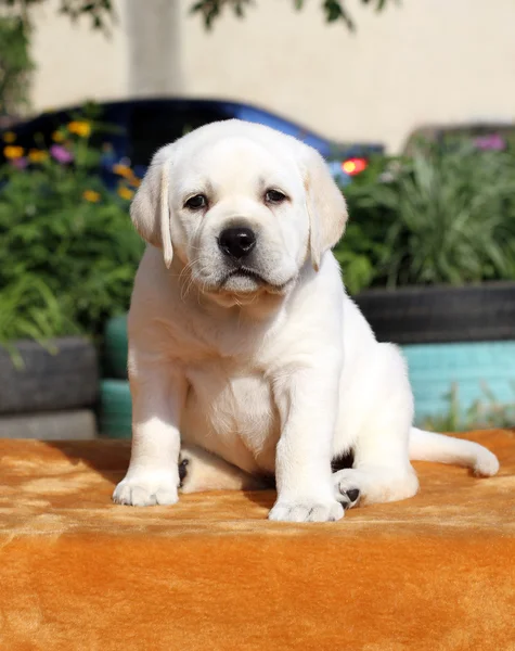 O filhote de cachorro pequeno labrador em um fundo cor de laranja — Fotografia de Stock