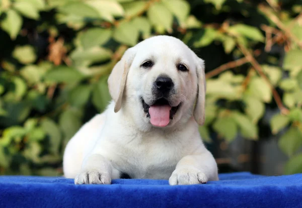 Mavi arka planda küçük labrador köpeği. — Stok fotoğraf