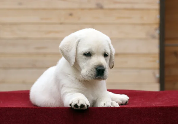 Pequeno filhote de cachorro labrador em um fundo vermelho — Fotografia de Stock