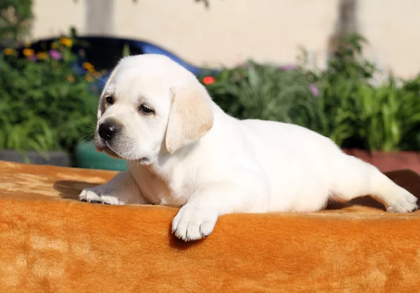 El perrito labrador sobre fondo naranja — Foto de Stock