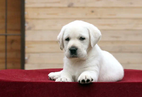 Der kleine Labrador-Welpe auf rotem Hintergrund — Stockfoto