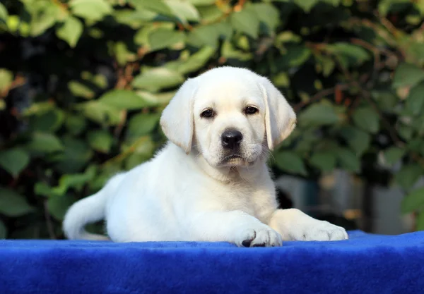 Kis labrador kiskutya egy kék háttér — Stock Fotó