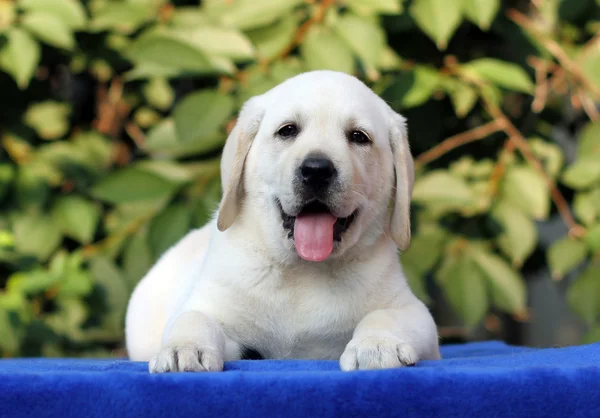 De kleine labrador puppy op een blauwe achtergrond — Stockfoto