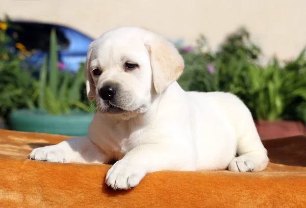 A kis labrador kölyök a narancssárga háttérrel — Stock Fotó