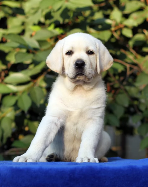 A little labrador puppy on a blue background — Stock Photo, Image