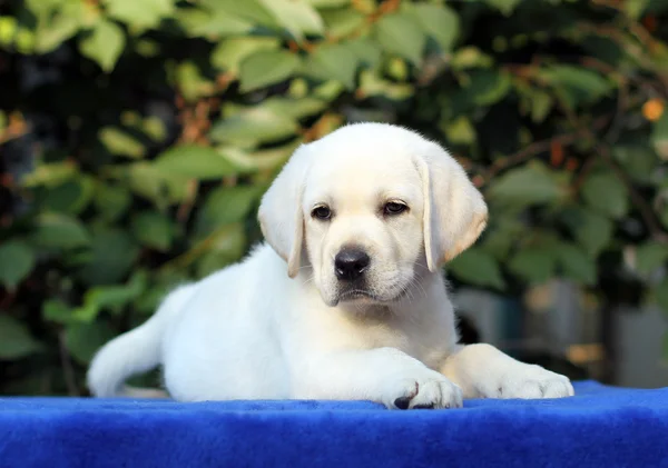 Malý labrador štěně na modrém pozadí — Stock fotografie