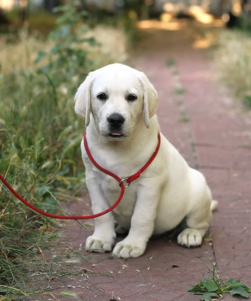 A little cute labrador puppy n the garden — Stock Photo, Image