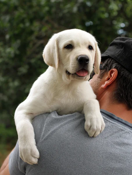 A little labrador puppy on a shoulder — Stock Photo, Image