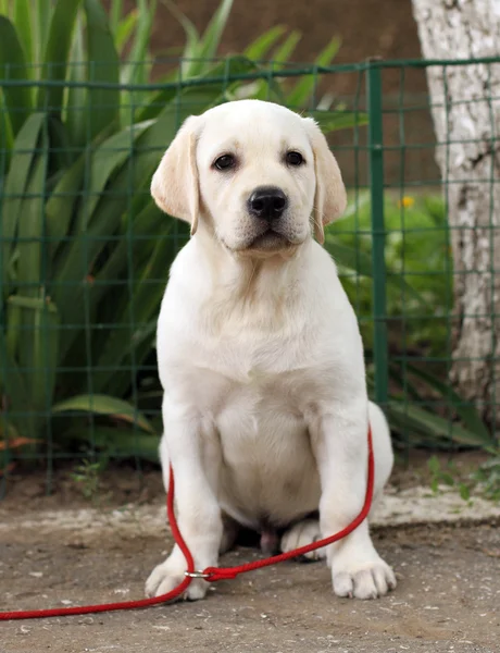 Little cute labrador puppy n the garden — Stock Photo, Image