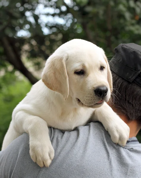 The little labrador puppy on a shoulder — Stock Photo, Image