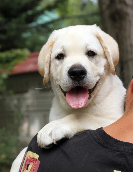 Labrador štěně na rameni — Stock fotografie