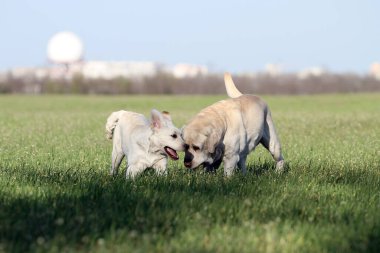 Parkta oynayan iki sevimli sarı labrador.