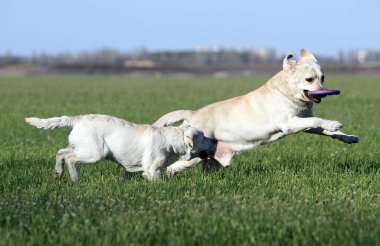 Parkta oynayan iki güzel sarı labrador.