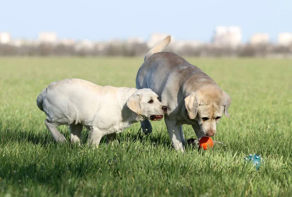 Yellow Labradors Playing Park — Stock Photo, Image