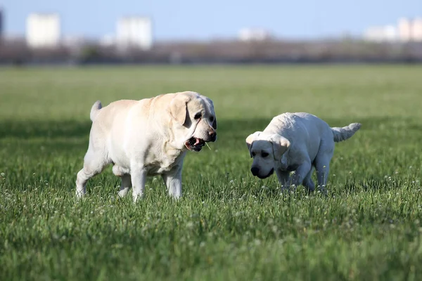 Two Yellow Labradors Playing Park — Stock Photo, Image