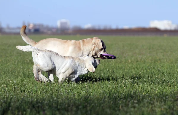 Két Édes Sárga Labrador Játszik Parkban — Stock Fotó