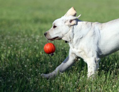 Parkta oynayan sarı bir labrador.