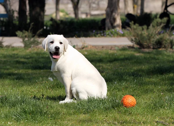 Yellow Labrador Playing Park — Stock Photo, Image