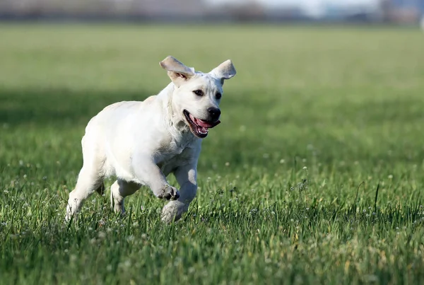 Słodki Żółty Labrador Bawiący Się Parku — Zdjęcie stockowe