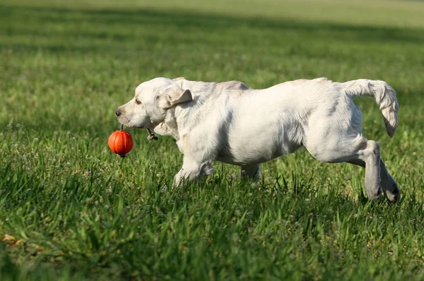 Parkta Oynayan Sarı Labrador — Stok fotoğraf