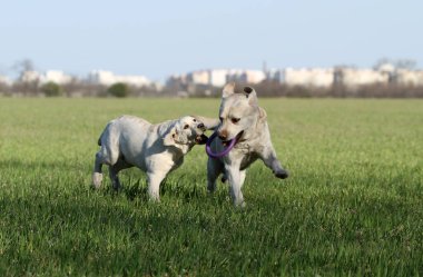 Parkta oynayan iki tatlı sarı labrador.
