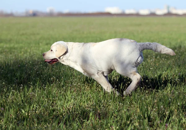 Agradável Labrador Amarelo Jogando Parque — Fotografia de Stock
