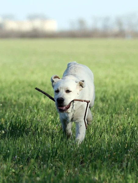 在公园里玩耍的漂亮的黄色拉布拉多犬 — 图库照片