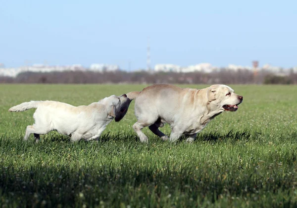 Two Yellow Labrador Playing Park — Stock Photo, Image
