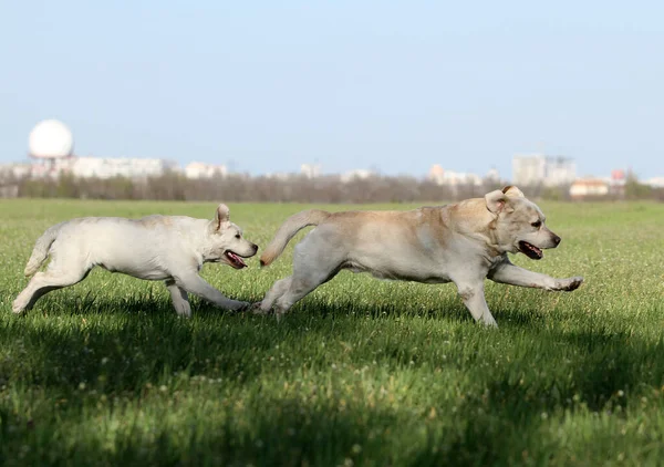 公園で遊んでいる2人の素敵な黄色のラブラドール — ストック写真