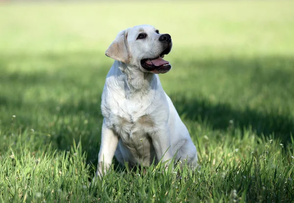 Een Gele Labrador Die Het Park Speelt — Stockfoto