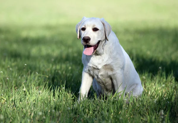 Żółty Labrador Bawiący Się Parku — Zdjęcie stockowe